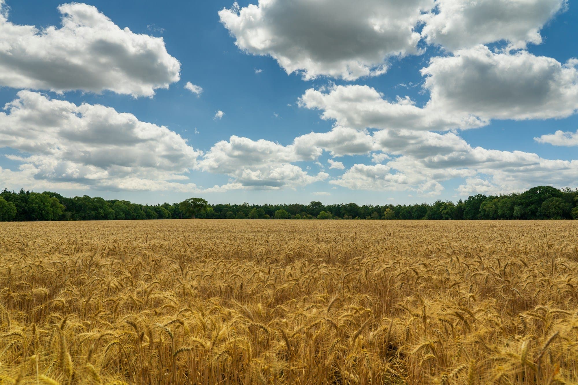 A ripe wheat field under an open sky