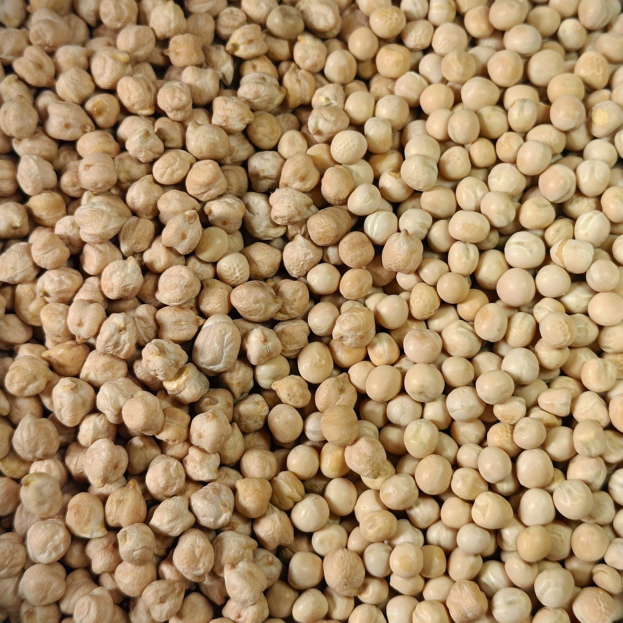 Dried chickpeas filling the frame