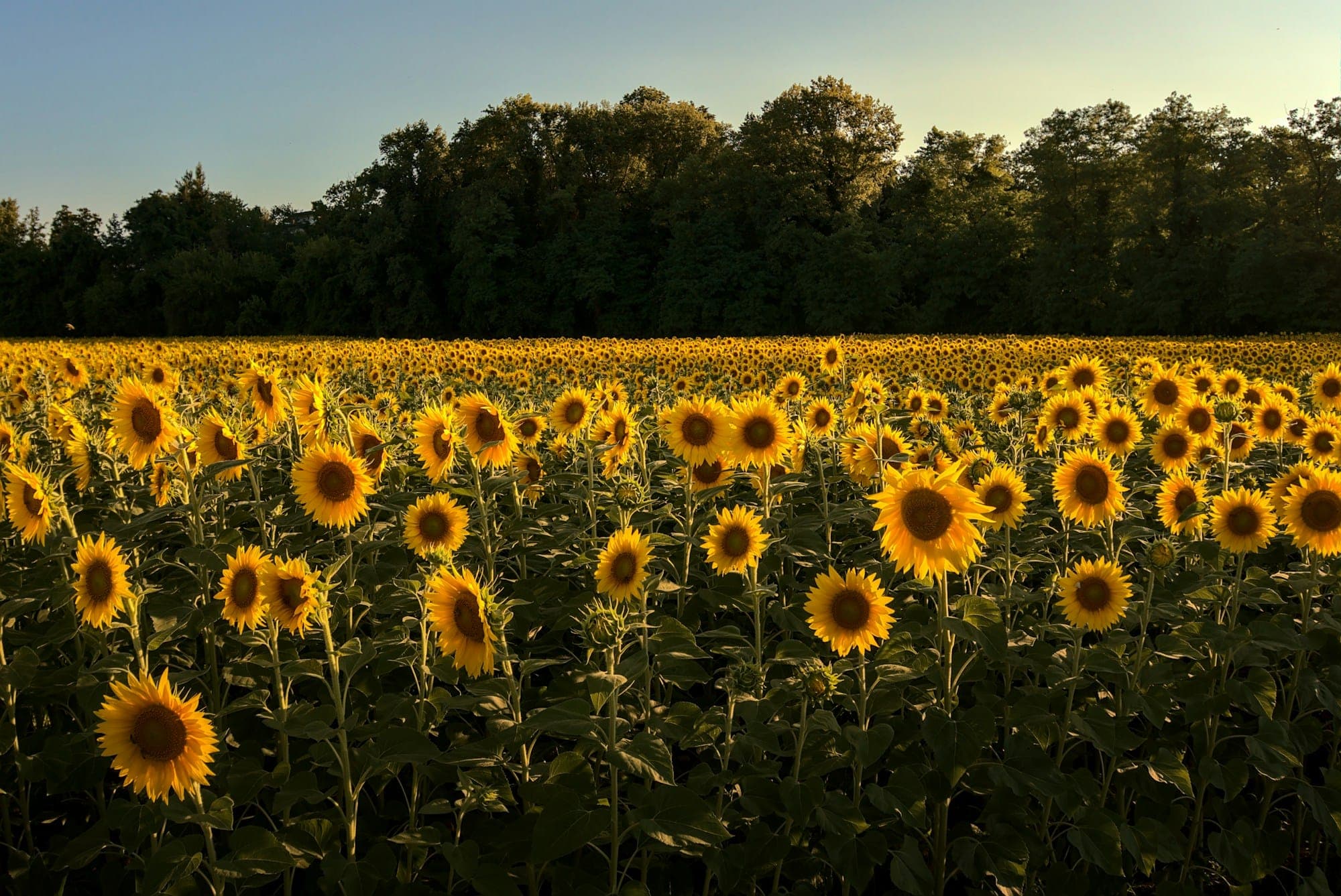 A sunflower field in full flower